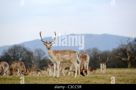 Damhirsch im Attingham Park in Shropshire Weiden Stockfoto