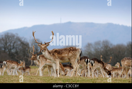 Damhirsch im Attingham Park in Shropshire Weiden Stockfoto