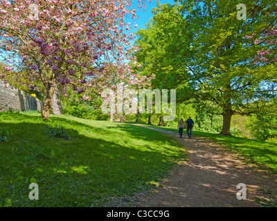 Ein paar gehen in Auckland Castle Deer Park in Frühlingssonne Stockfoto
