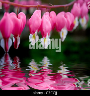 Dicentra rosa Tränendes Herz Blume mit Wasserreflexion Nahaufnahme soft-Fokus Stockfoto