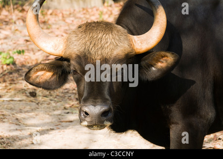 Männliche Gaur (Bos Gaurus) in Phnom Tamao Wildlife Sanctuary in Kambodscha Stockfoto