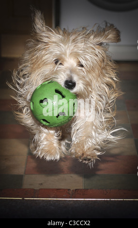 Scruffy Terrier Hund mit ball Stockfoto