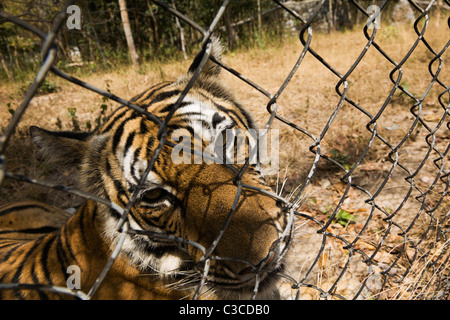 In Gefangenschaft recued Tiger (Panthera Tigris) bei Phnom Tamao Wildlife Sanctuary in der Nähe von Phnom Penh. Stockfoto