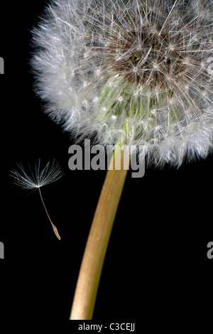 Löwenzahn-Clock - Taraxacum Stockfoto