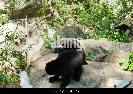 Zwei Vielfraße (Gulo Gulo) spielen im Zoo von Skansen in Stockholm Stockfoto