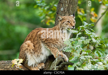 Ein Luchs (Lynx Lynx) sitzt in einem Baum in Schweden. Stockfoto