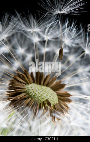 Löwenzahn-Clock - Taraxacum Stockfoto