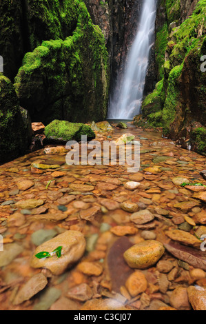 Laub auf Felsen am Maßstab Kraft-Wasserfall im englischen Lake District Stockfoto