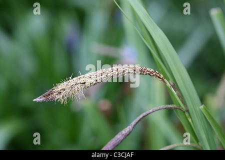 Gräser mit Samenköpfe Stockfoto