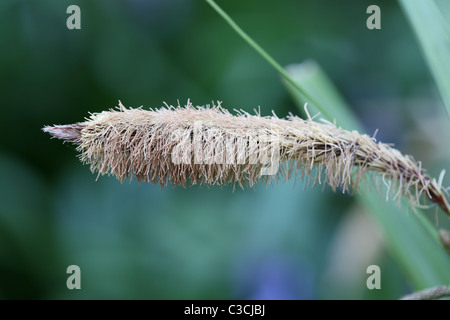 Gräser mit Samenköpfe Stockfoto