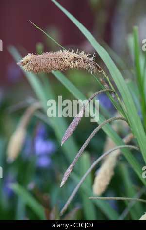 Gräser mit Samenköpfe Stockfoto