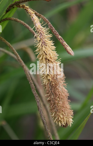 Gräser mit Samenköpfe Stockfoto