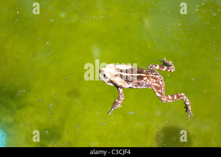 Weibliche brasilianische Cururu Kröte (Rhinella icterica) Schwimmen im Pool, Sao Paulo, Brasilien Stockfoto