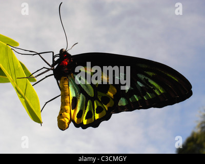 Männliche Cairns Birdwing Schmetterling (Ornithoptera Euphorion) thront auf einem Blatt in einem Hinterhof Cairns, Queensland, Australien Stockfoto