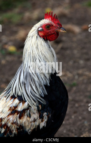 Bunte Hühner frei herum, in San Juan Batista, Kalifornien, USA Stockfoto