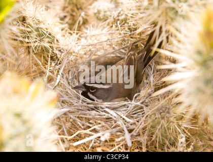 Black-throated Spatz (Amphispiza Bilineata) nisten in Kaktus Stockfoto