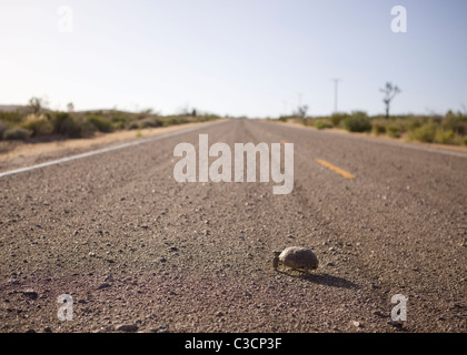 Mojave-Wüste Schildkröte (Gopherus Agassizii) zu Fuß auf der Fahrbahn - Mojave, Kalifornien USA Stockfoto