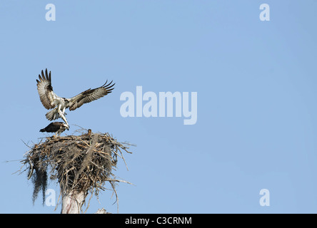 ein Erwachsener Fischadler kehrt in seine Kumpel und junge Küken auf dem Nest mit einem Fisch Stockfoto