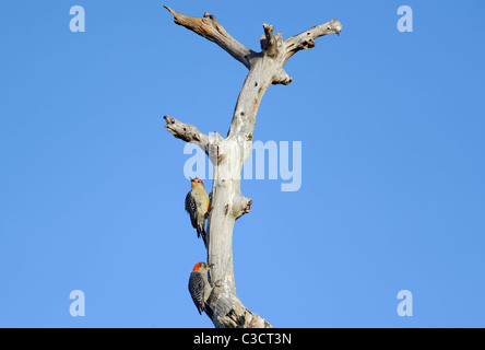 ein männlicher und weiblicher rote bauchige Specht gehockt zusammen ein toter Baum Stockfoto