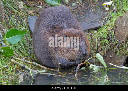 Amerikanischer Biber, kanadische Biber (Castor Canadensis), Erwachsener nagt an einem Zweig. Stockfoto