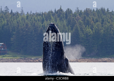 Buckelwal (Impressionen Novaeangliae) immer zum Sprung bereit. Stockfoto