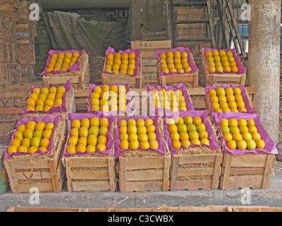 Alphonso-Mangos, Mangifera Indica L., Anacardiaceae, angeordnet in einer Box für die Verpackung Stockfoto