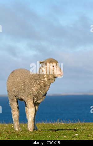 Hausschafe (Ovies Ammon Aries). Mischlingshund Corriedale und Cormo. Pebble Island, Falkland-Inseln. Stockfoto