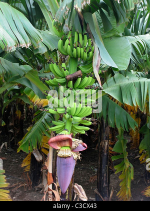 Bananen, Musa X Paradisiaca L. Stockfoto