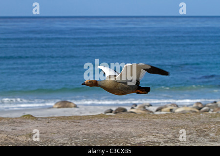 Upland Gans, Magellan Gans (Chloephaga Picta) weiblichen im Flug. Sea Lion Island, Falkland-Inseln. Stockfoto