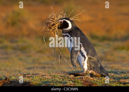 Magellan-Pinguin (Spheniscus Magellanicus) tragen Nistmaterial. Sea Lion Island, Falkland-Inseln. Stockfoto