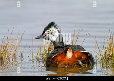 White-getuftete Grebe (Podiceps Rolland Rolland), Erwachsene auf dem Wasser. Falkland-Inseln, Pebble Island. Stockfoto