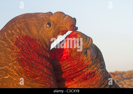 Südlichen See-Elefanten (Mirounga Leonina). Zwei Stiere kämpfen. Stockfoto