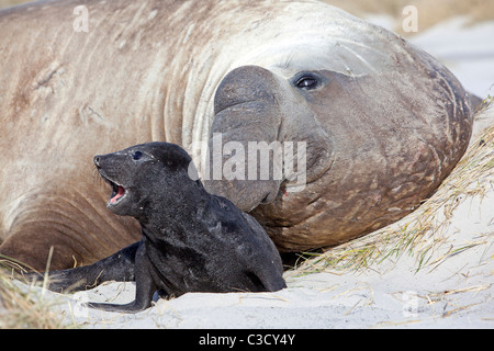 Südlichen See-Elefanten (Mirounga Leonina). Stier mit Baby. Stockfoto