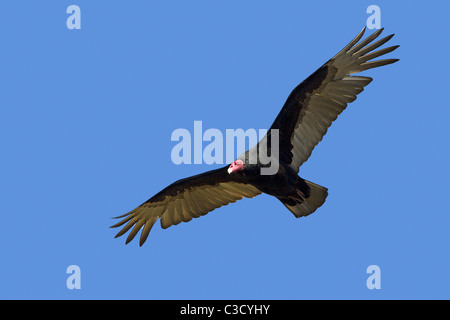 Türkei-Geier (Cathartes Aura), Erwachsene im Flug. Sea Lion Island, Falkland-Inseln. Stockfoto