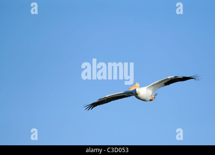 einen einzigen weißen Pelikan (Pelicanus Erythrorhynchos) auf der Flucht vor einem strahlend blauen Himmel Stockfoto