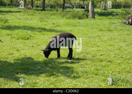 Schwarze Schafe grasen auf der grünen Wiese. England, UK. Stockfoto