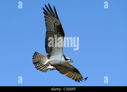 ein Fischadler im Flug mit den Resten eines Fisches packte in den Krallen, vor blauem Himmel Stockfoto