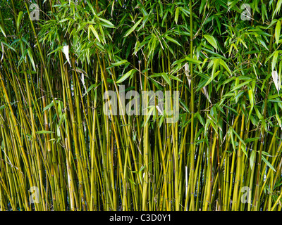 Bambus stammt, wächst an John Hillier Gardens, Romsey, Hampshire, England. Stockfoto