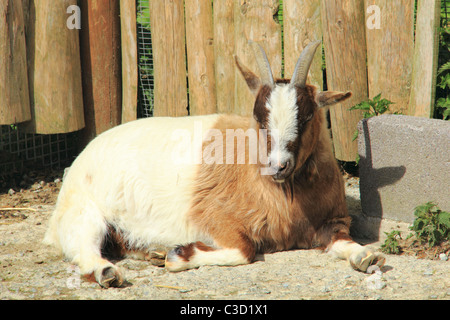 Ziege in der Sonne liegen. Stockfoto