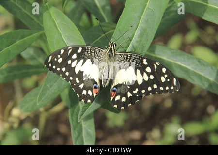 Zitrus Schwalbenschwanz Schmetterling thront auf einer Pflanze. Stockfoto