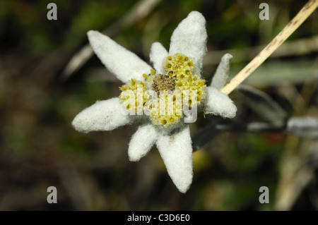 Edelweiß, Schweizer Nationalpark Stockfoto