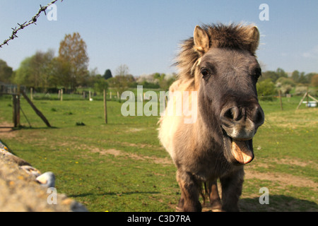 Pony scheint sein Lachen, komische Bild. In grünen Feldern hinter Zaun Stockfoto