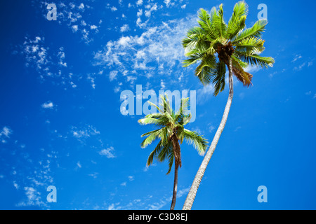 Nahaufnahme von Palm Bäume gegen sonnigen blauen Himmel Stockfoto
