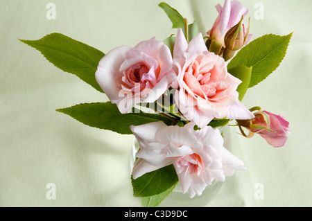 Blass rosa Rosen und Rosenknospen - Cecile Brunner oder Sweetheart Rose. Stockfoto