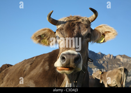 Kühe auf einer Weide, Eggberge, Schweiz Stockfoto