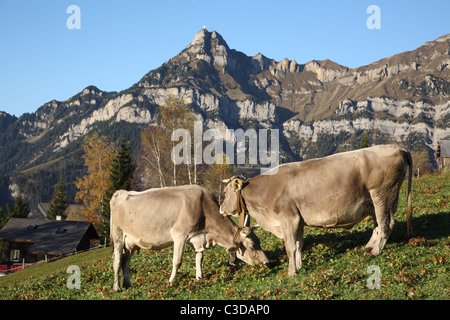 Kühe auf der Weide vor dem Berg Rophaien, Eggberge, Schweiz Stockfoto