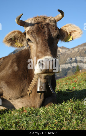 Eine Kuh auf der Weide vor dem Berg Rophaien, Eggberge, Schweiz Stockfoto