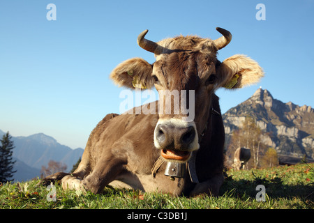 Eine Kuh auf der Weide vor dem Berg Rophaien, Eggberge, Schweiz Stockfoto