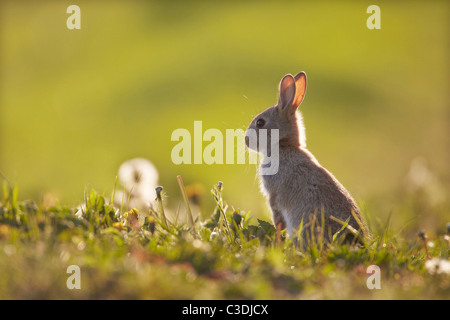 Europäische Kaninchen Oryctolagus Cuniculus junge Hintergrundbeleuchtung auf einer Wiese, East Yorkshire, UK Stockfoto