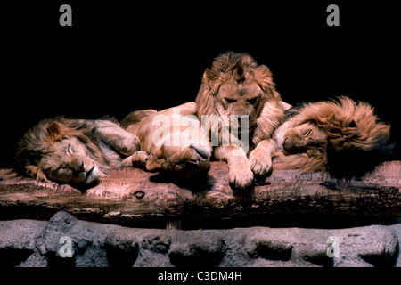 Vier faule afrikanischen Löwen genießen Sie einen verschlafenen Nachmittag gemeinsam in der Sonne in ihrem Gehege im Zoo von San Diego in San Diego, Kalifornien, USA. Stockfoto